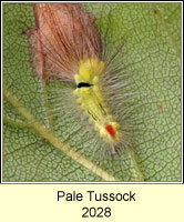 Pale Tussock, Calliteara pudibunda