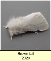 Brown-tail, Euproctis chrysorrhoea