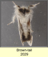 Brown-tail, Euproctis chrysorrhoea