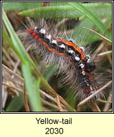 Yellow-tail, Euproctis similis