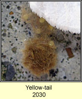 Yellow-tail, Euproctis similis
