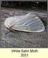 White Satin Moth, Leucoma salicis