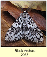 Black Arches, Lymantria monacha