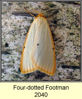 Four-dotted Footman, Cybosia mesomella