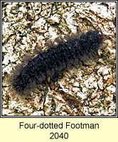 Four-dotted Footman, Cybosia mesomella