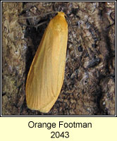 Orange Footman, Eilema sororcula