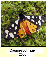 Cream-spot Tiger, Arctia villica