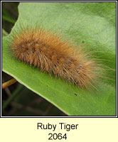 Ruby Tiger, Phragmatobia fuliginosa