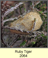Ruby Tiger, Phragmatobia fuliginosa