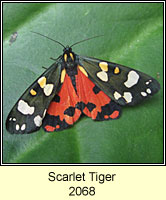 Scarlet Tiger, Callimorpha dominula