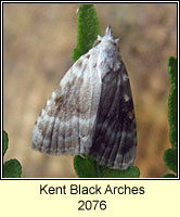 Kent Black Arches, Meganola albula