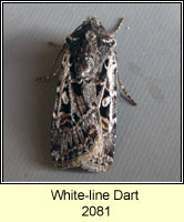 White-line Dart, Euxoa tritici