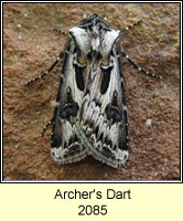 Archer's Dart, Agrotis vestigialis