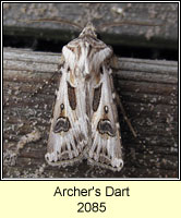 Archer's Dart, Agrotis vestigialis
