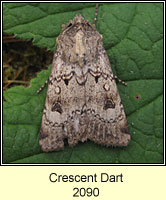 Crescent Dart, Agrotis trux lunigera