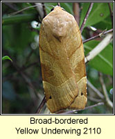 Broad-bordered Yellow Underwing, Noctua fimbriata