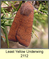 Least Yellow Underwing, Noctua interjecta