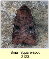Small Square-spot, Diarsia rubi