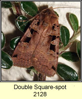 Double Square-spot, Xestia triangulum
