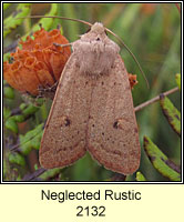 Neglected Rustic, Xestia castanea