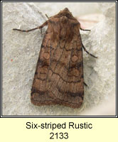 Six-striped Rustic, Xestia sexstrigata