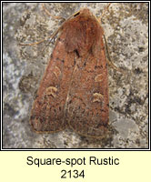 Square-spot Rustic, Xestia xanthographa