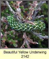 Beautiful Yellow Underwing, Anarta myrtilli