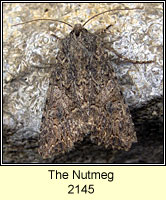 Nutmeg, Discestra trifolii