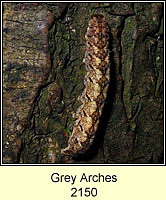 Grey Arches, Polia nebulosa