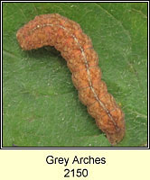 Grey Arches, Polia nebulosa