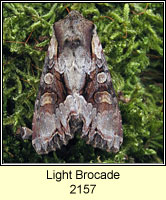 Light Brocade, Lacanobia w-latinum