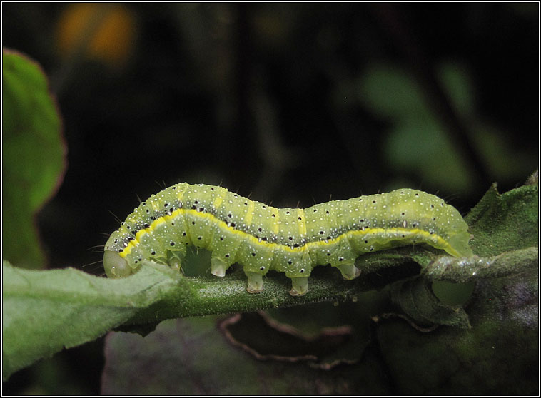 Bright-line Brown-eye, Lacanobia oleracea, caterpillar
