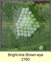 Bright-line Brown-eye, Lacanobia oleracea