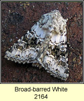 Broad-barred White, Hecatera bicolorata