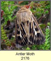 Antler Moth, Cerapteryx graminis