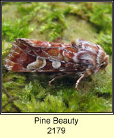 Pine Beauty, Panolis flammea