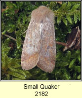 Small Quaker, Orthosia cruda