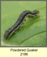 Powdered Quaker, Orthosia gracilis