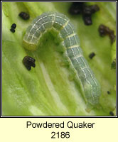Powdered Quaker, Orthosia gracilis