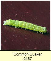 Common Quaker, Orthosia cerasi
