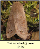 Twin-spotted Quaker, Orthosia munda