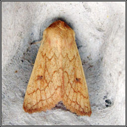 Moths - Delicate, Mythimna vitellina