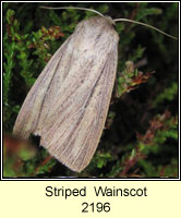 Striped  Wainscot, Mythimna pudorina