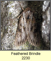 Feathered Brindle, Aporophyla australis