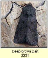 Deep-brown Dart, Aporophyla lutulenta