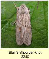Blair's Shoulder-knot, Lithophane leautieri