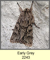 Early Grey, Xylocampa areola