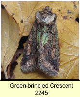 Green-brindled Crescent, Allophyes oxyacanthae
