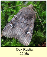 Oak Rustic, Dryobota labecula