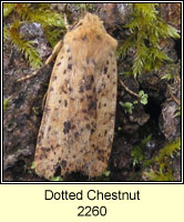 Dotted Chestnut, Conistra rubiginea